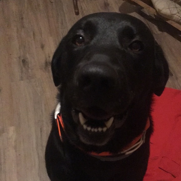 Vintage Labrador Retriever sweater fits adult medium rare *good boy certified* - Picture 2 of 9